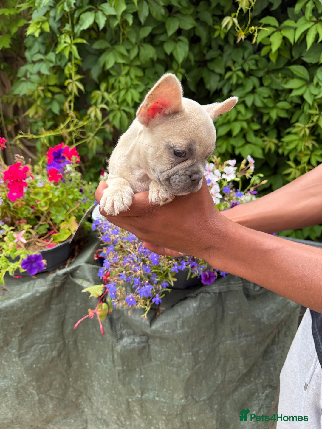 French Bulldog dogs for sale: French bulldog puppies ready now. - Image 14