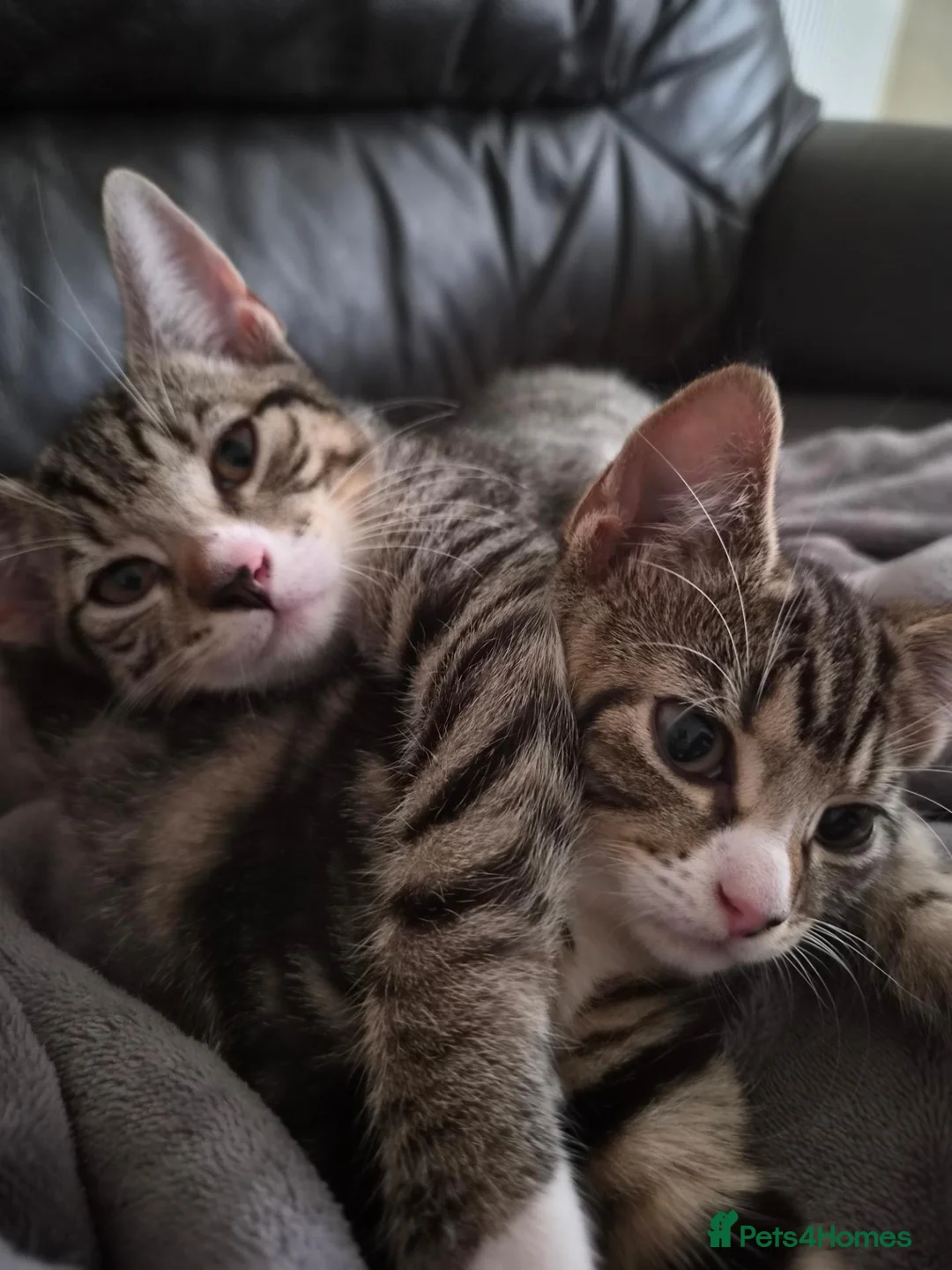 British Shorthair cats for sale: Kittens - Advert 2