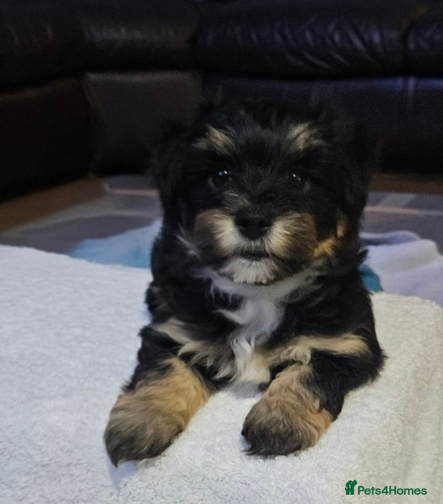 Mixed Breed dogs Yorkshire terrier X puppies  in Edinburgh - Advert 6