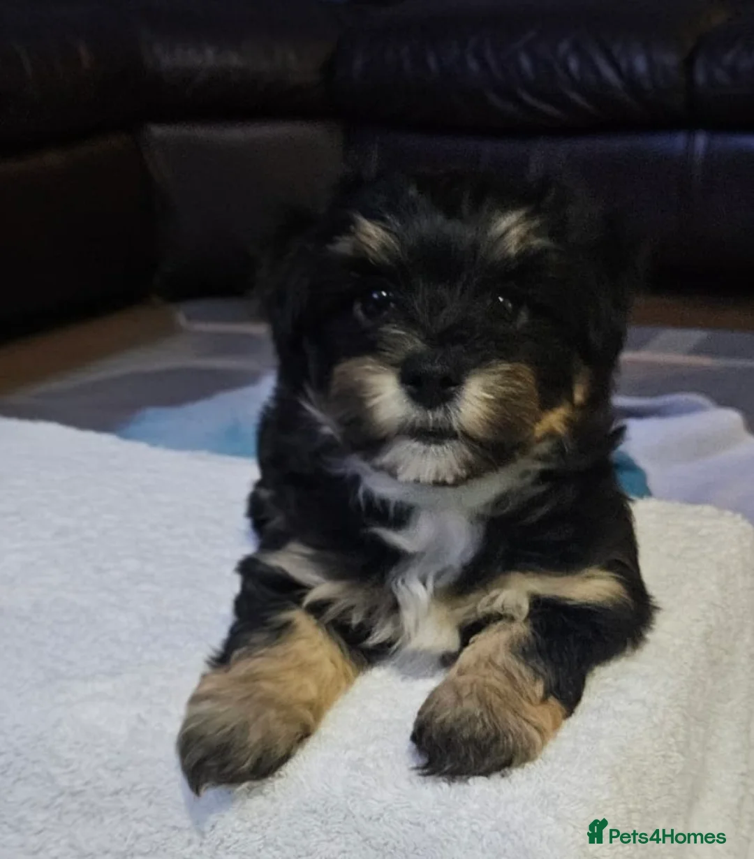 Mixed Breed dogs for sale: Yorkshire terrier X puppies  - Advert 1