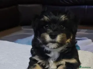 Mixed Breed dogs Yorkshire terrier X puppies in Edinburgh - Advert 6