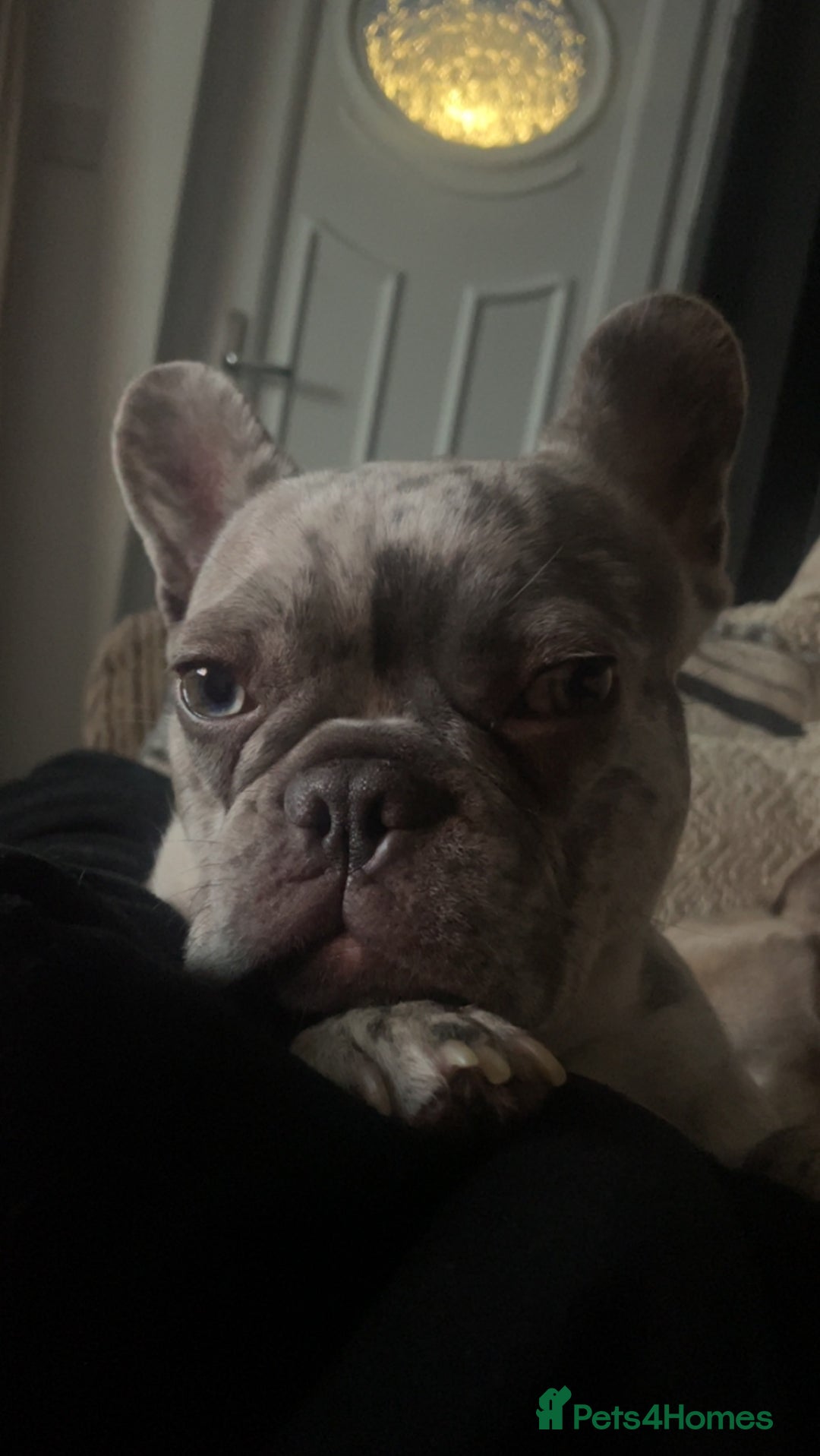 French Bulldog dogs for sale: Lilac merle French bulldog - carries isabella - Image 6