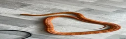 Corn Snake reptiles for sale: Male corn snake and set up for sale  - Advert 3