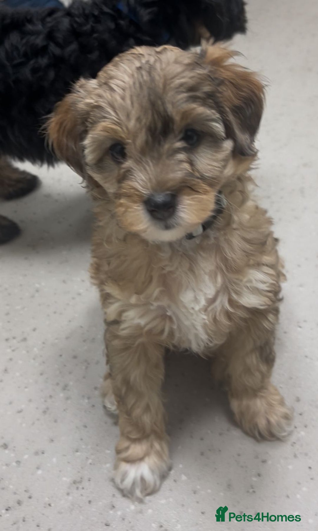 Mixed Breed dogs for sale: Tibetan x Toy Poodle - Image 2