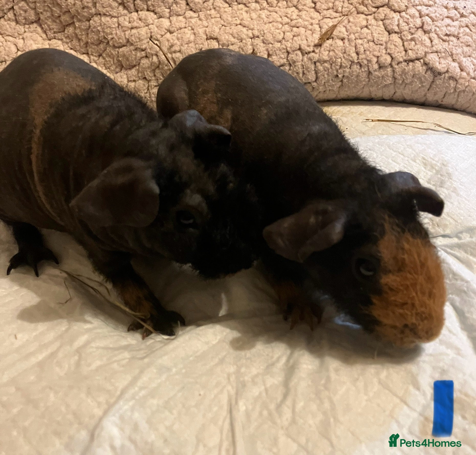 Guinea Pig rodents Well handled skinny pigs.  - Advert 16