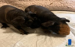 Guinea Pig rodents for sale: Well handled skinny pigs.  - Advert 1