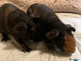 Guinea Pig rodents Well handled skinny pigs. - Advert 2