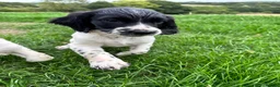 English Springer Spaniel dogs for sale: KC registered family friendly Springer Spaniels - Advert 7