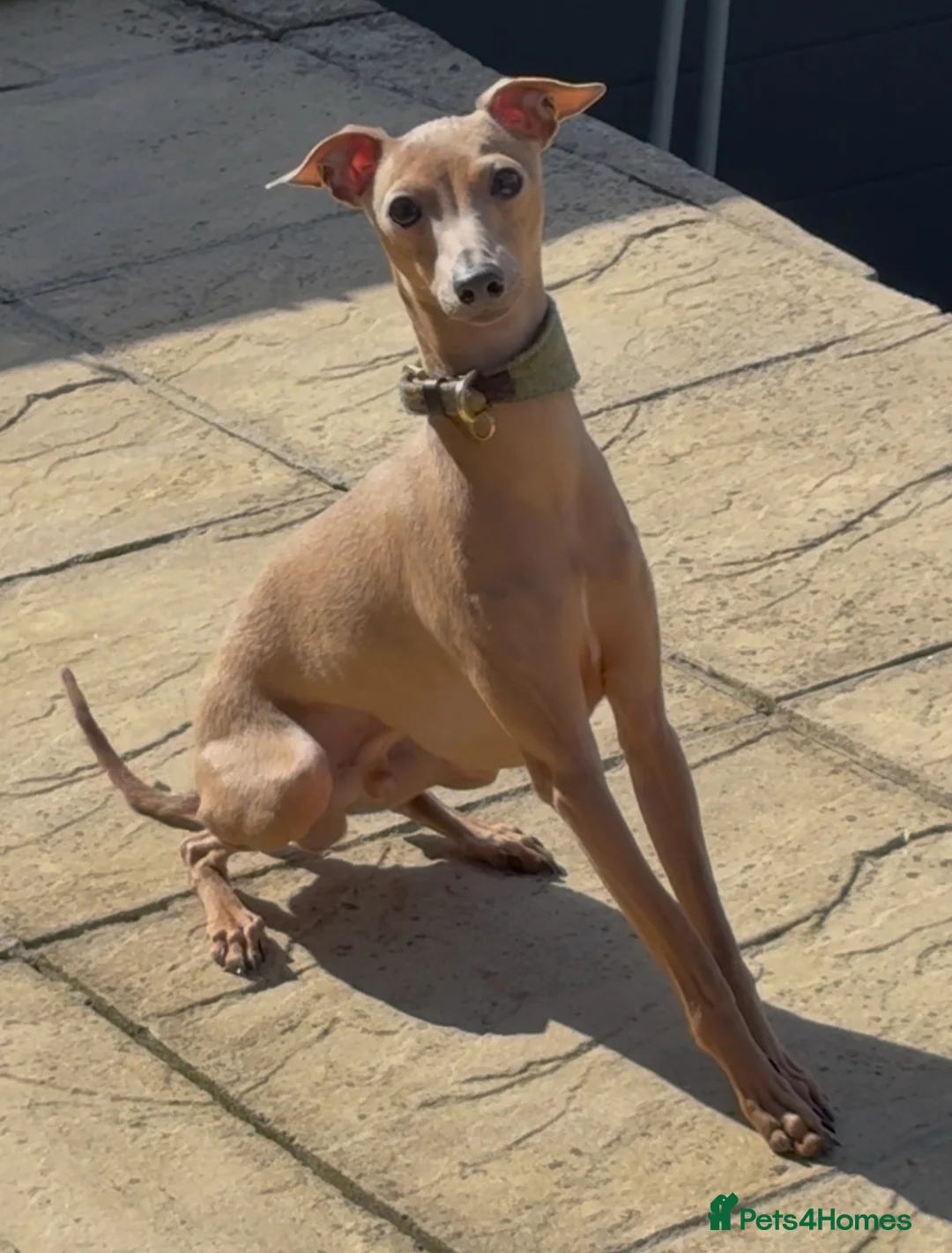 Italian Greyhound dogs for sale: 5⭐️Licensed breeder. Tiny Italian greyhound pups - Advert 2