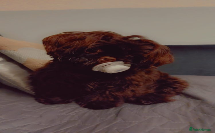 Shih Tzu dogs - Advert 2