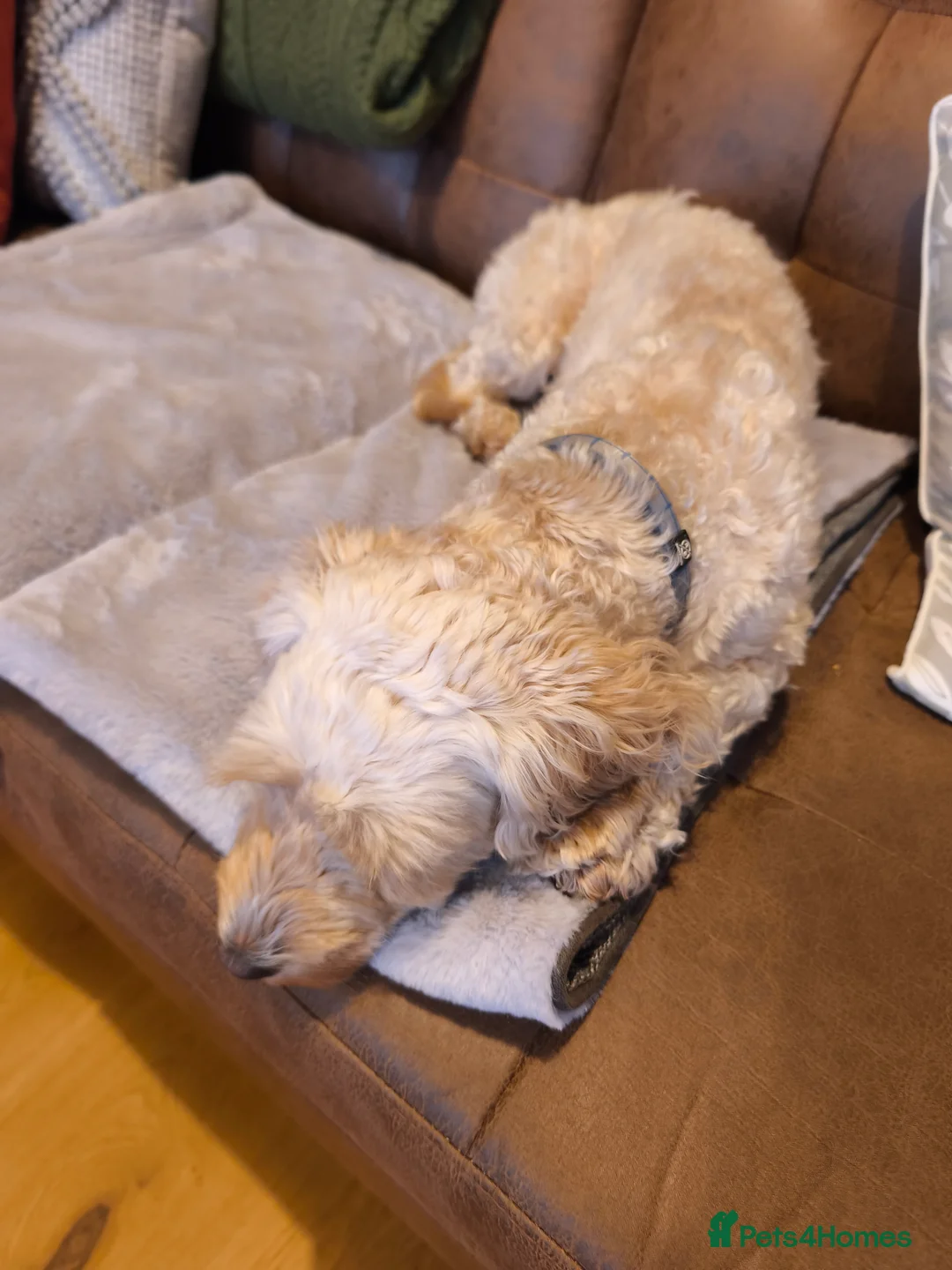 Cockapoo dogs for sale: Light Apricot Cockerpoo  - Advert 2