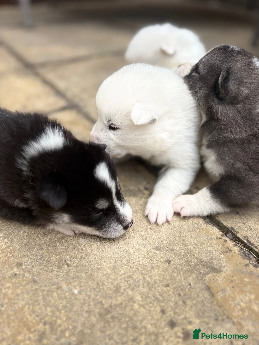 Mixed Breed dogs for sale: Samoyed x husky  in Southwell - Advert 17