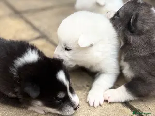 Mixed Breed dogs Samoyed x husky - Advert 1