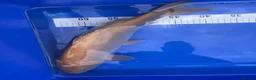 Koi Carp fish for sale: Koi carp - Advert 7