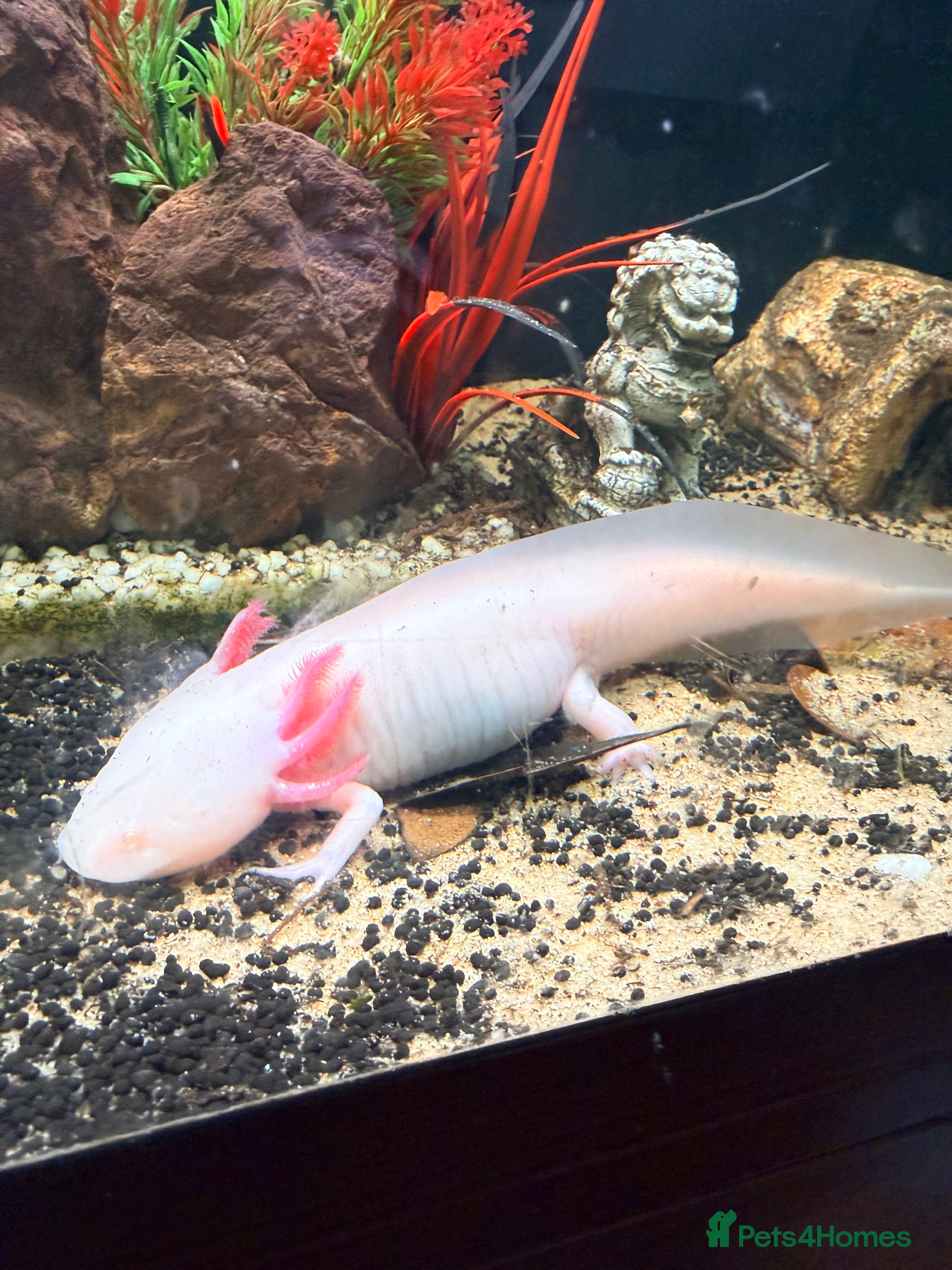 Axolotl reptiles Axolotl  - Advert 1