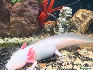 Axolotl reptiles Axolotl - Advert 1