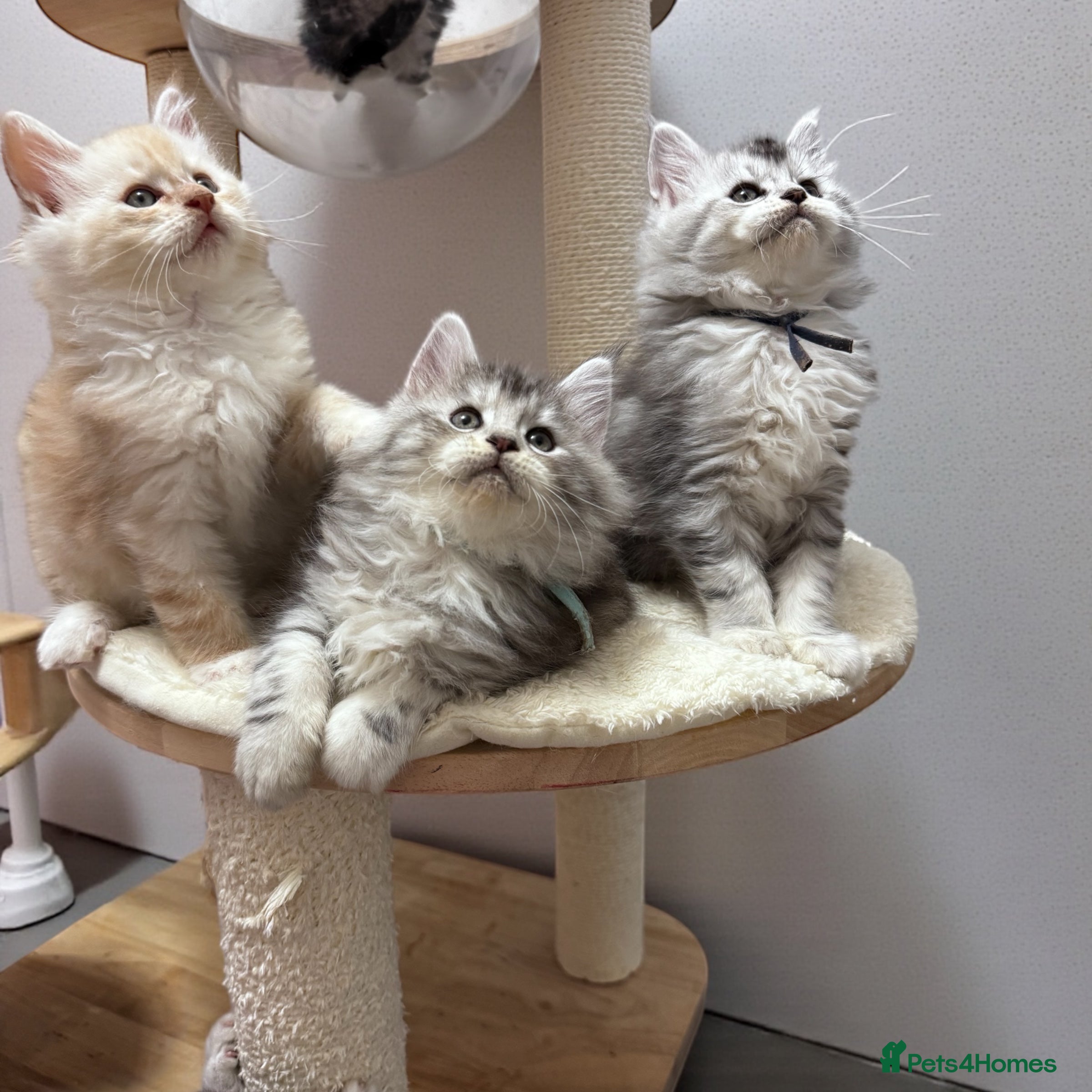 Maine Coon cats 🌟🌟Beautiful Maine Coon kittens🌟🌟 - Advert 12