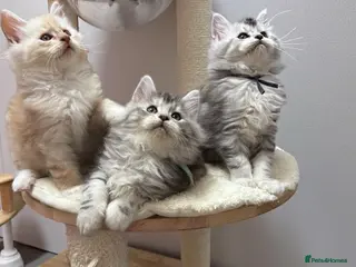 Maine Coon cats 🌟🌟Beautiful Maine Coon kittens🌟🌟 - Advert 12