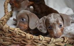 Dachshund dogs for sale: true miniature dachshund puppies  - Image 6