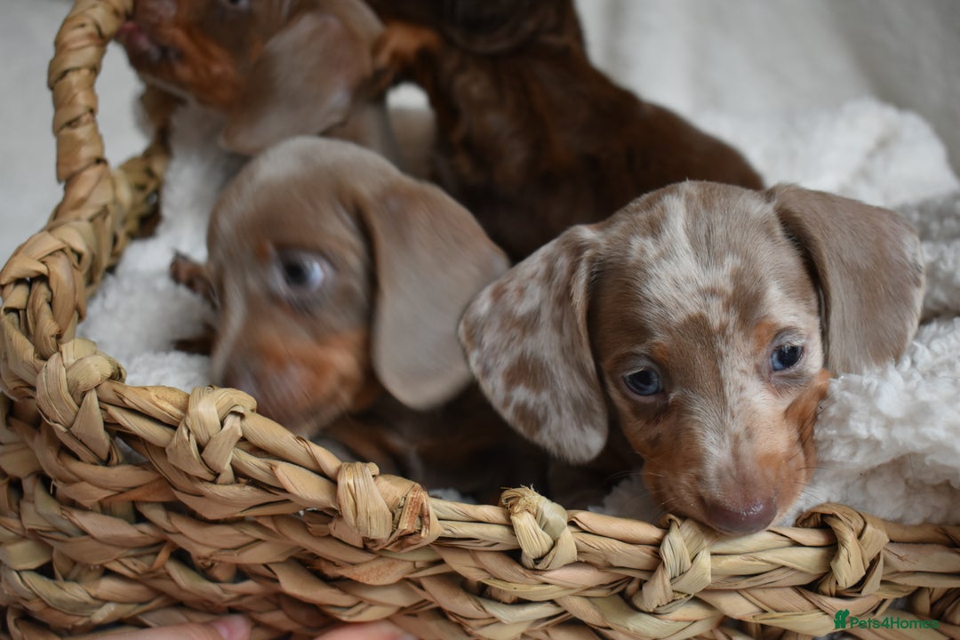 Dachshund dogs for sale: true miniature dachshund puppies  - Image 6