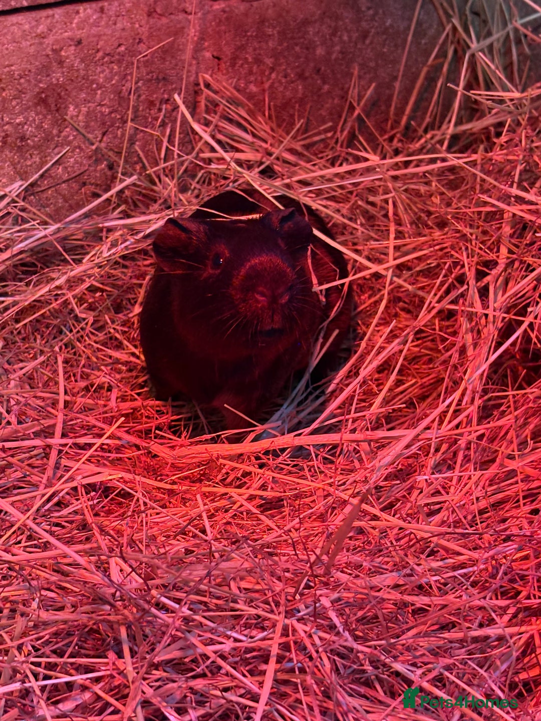 Guinea Pig rodents for sale: X3 male guinea pigs looking for a forever home  - Advert 2