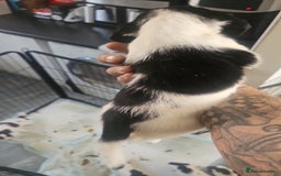 English Springer Spaniel dogs for sale: Springer spaniel puppy's  - Image 12
