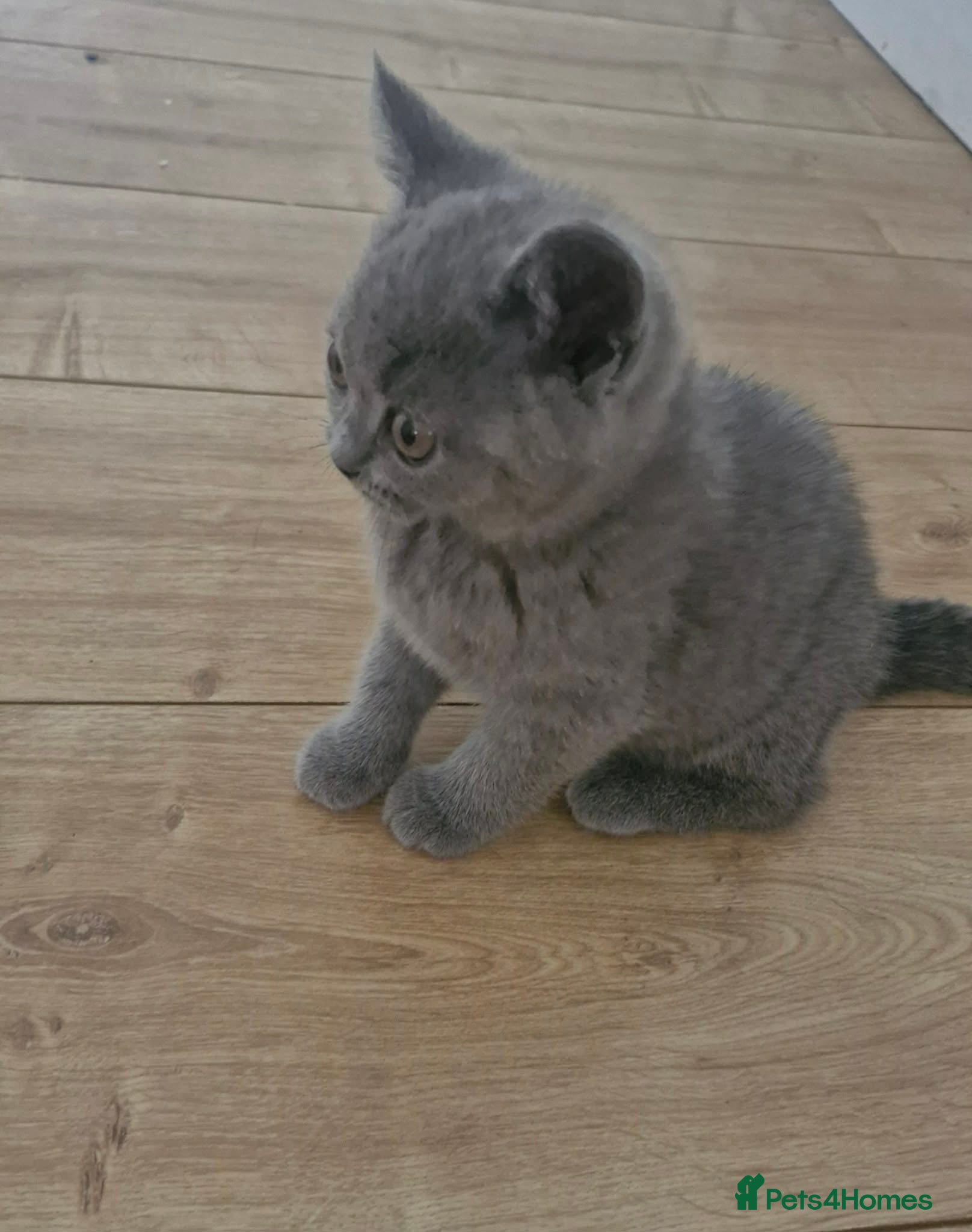 British Shorthair cats Pedigree british shorthair  - Advert 2
