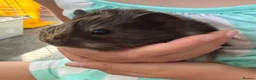 Guinea Pig rodents for sale: Guinea Pig babies  - Advert 11