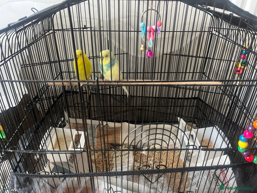 Budgerigars birds for sale: 2 Budgies - urgent sale - Image 4