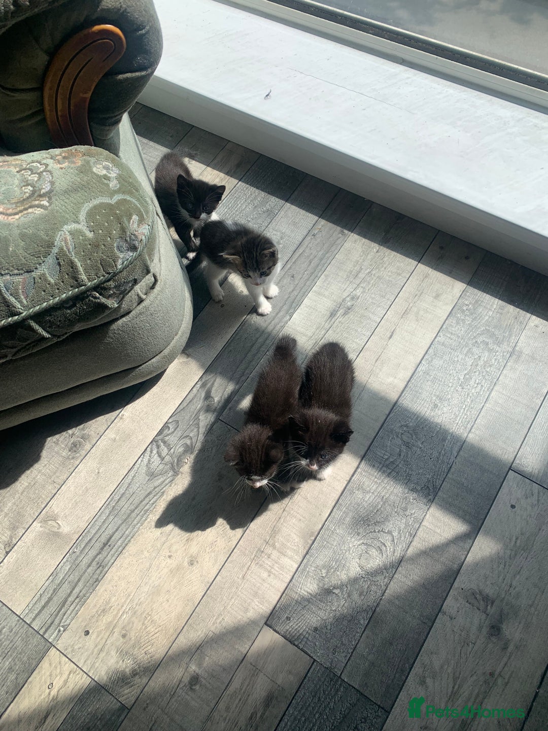 Domestic Shorthair cats for sale: 2 girls one boy!  - Image 12