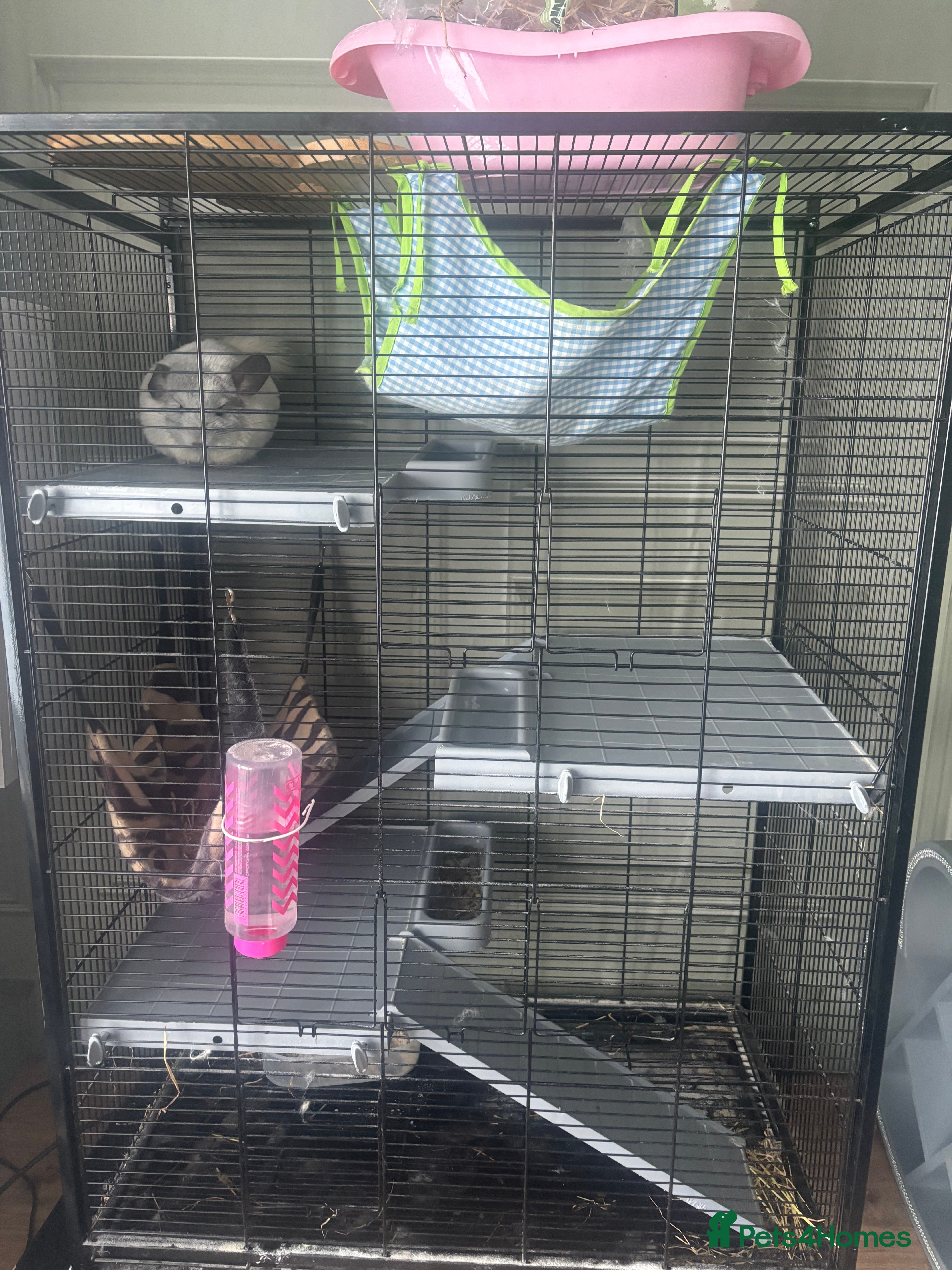 Chinchilla rodents Two chinchillas male and female with cage  - Advert 2