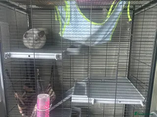 Chinchilla rodents Two chinchillas male and female with cage - Advert 14