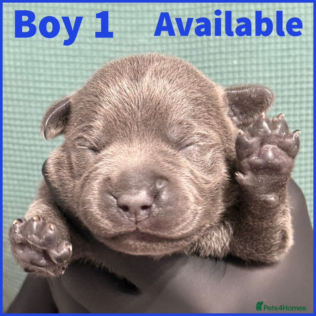 Staffordshire Bull Terrier dogs for sale: KC Registered Mr T & Luminastaffs Puppies - Image 2