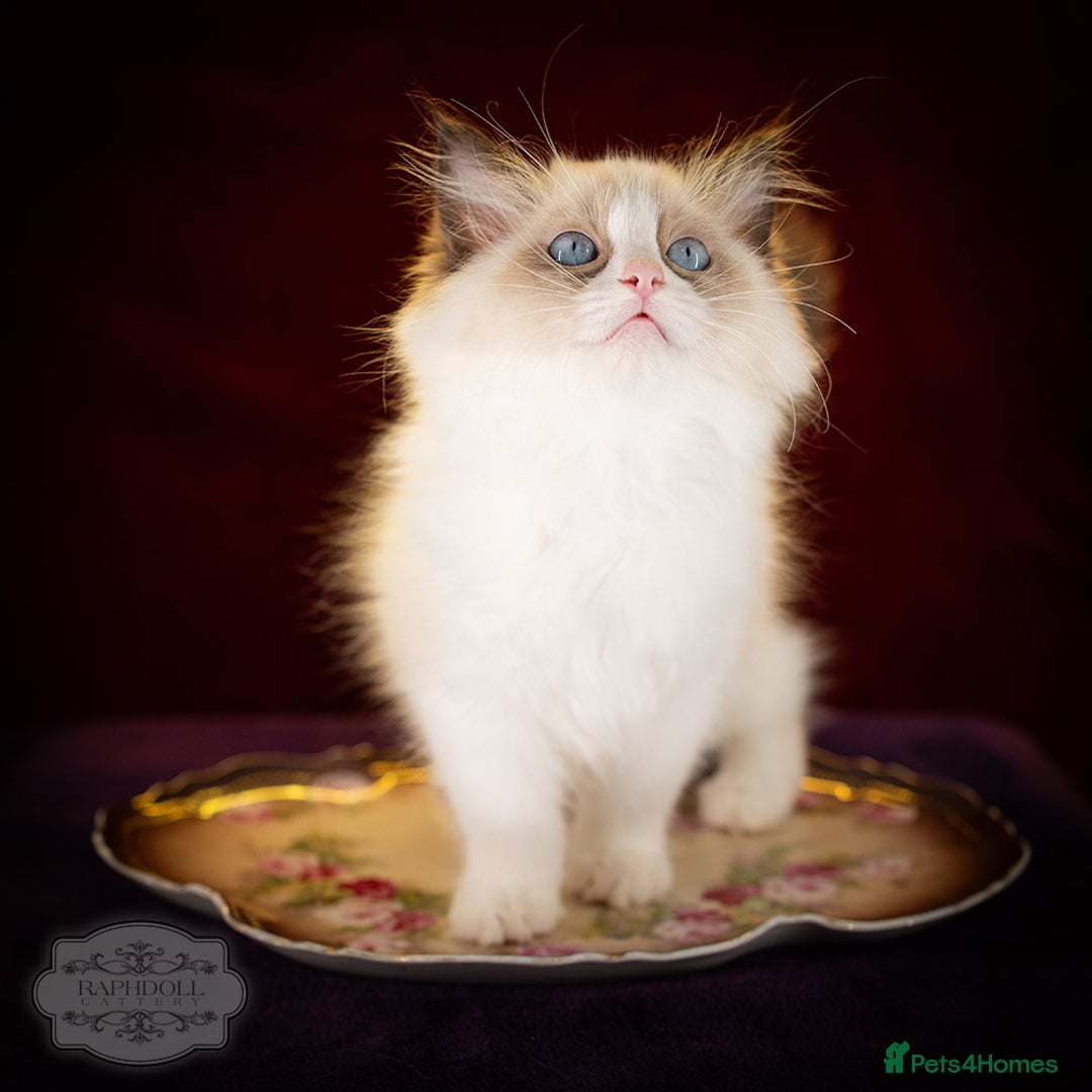 Ragdoll cats for sale: Ragdoll Bicolor Kitten Girl LSCB TICA - Advert 3