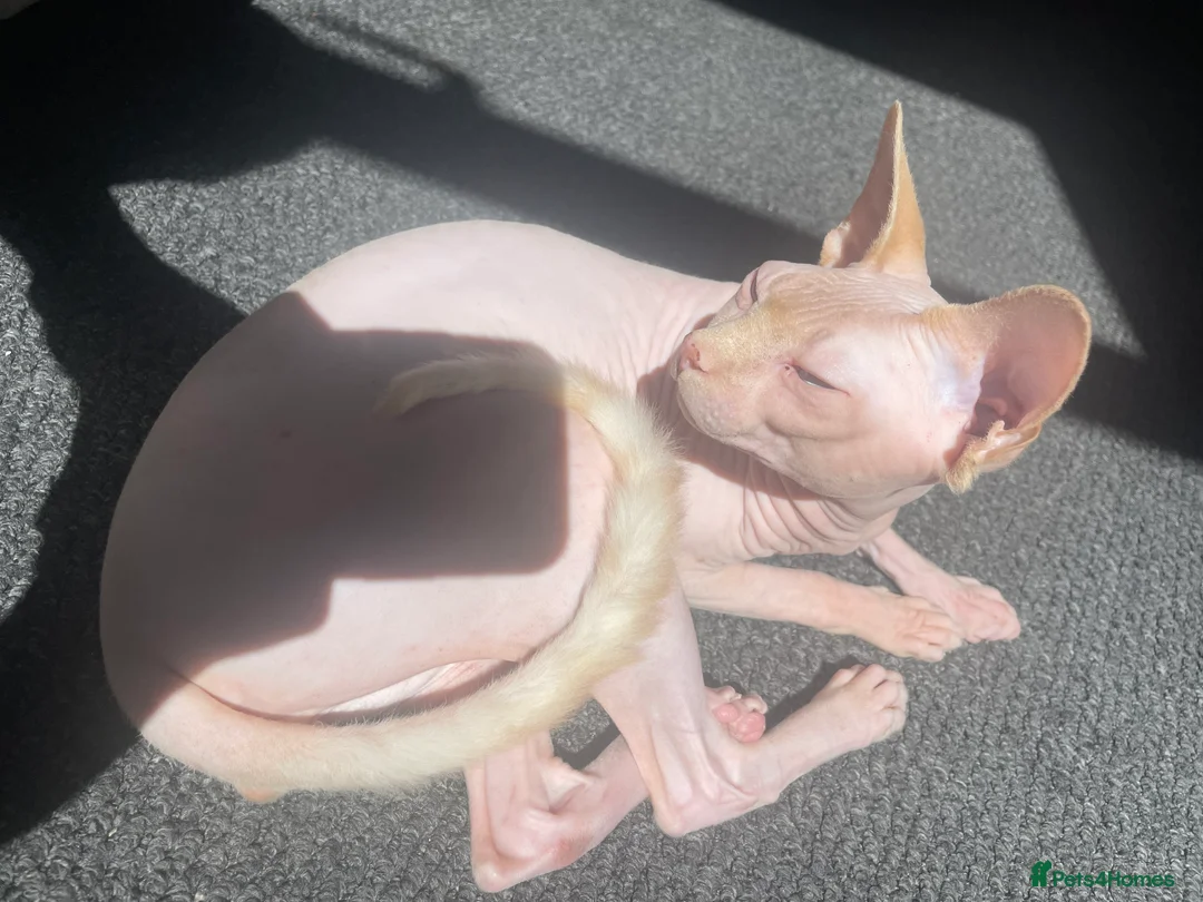 Sphynx cats for sale: Blue eyed Sphynx  - Advert 2