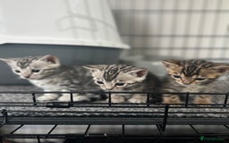 Bengal cats for sale: Beautiful Bengal kittens  - Image 3