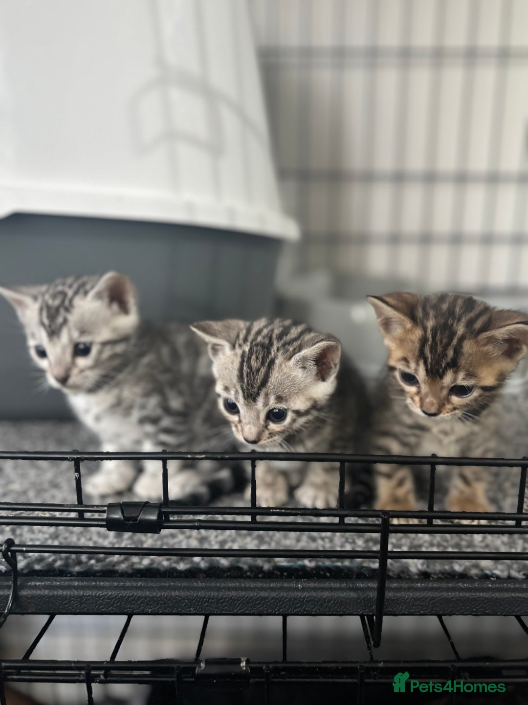 Bengal cats for sale: Beautiful Bengal kittens  - Image 3