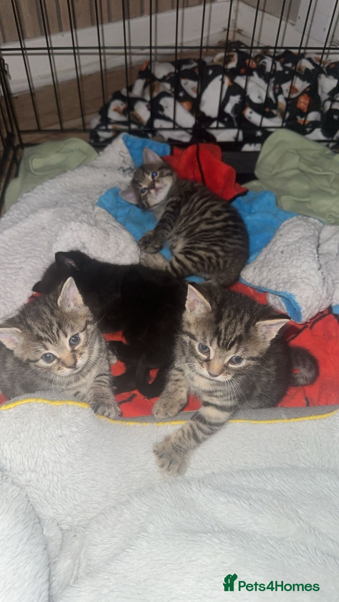 Mixed Breed cats 2 beautiful female kittens - Advert 4