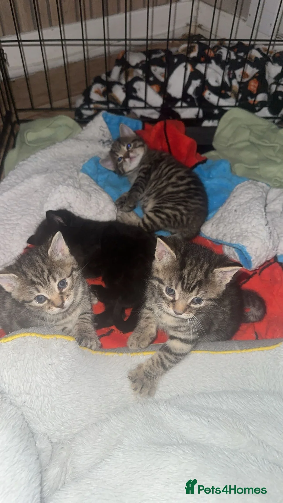 Mixed Breed cats for sale: 2 beautiful female kittens in Port Glasgow - Advert 1