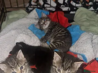 Mixed Breed cats 2 beautiful female kittens - Advert 10