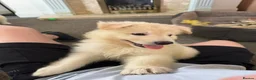 German Shepherd dogs for sale: Straight Back White German Shepherd Pups 🐶 🐕  - Advert 27