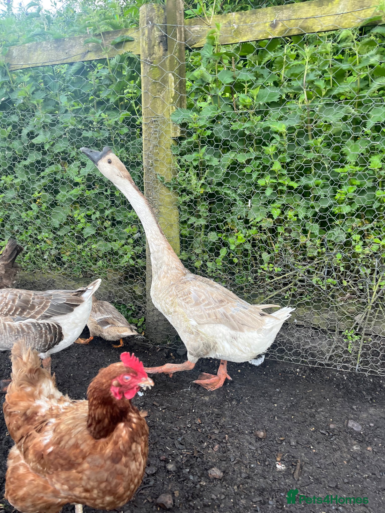 Geese poultry for sale: Year old geese for sale  - Advert 7
