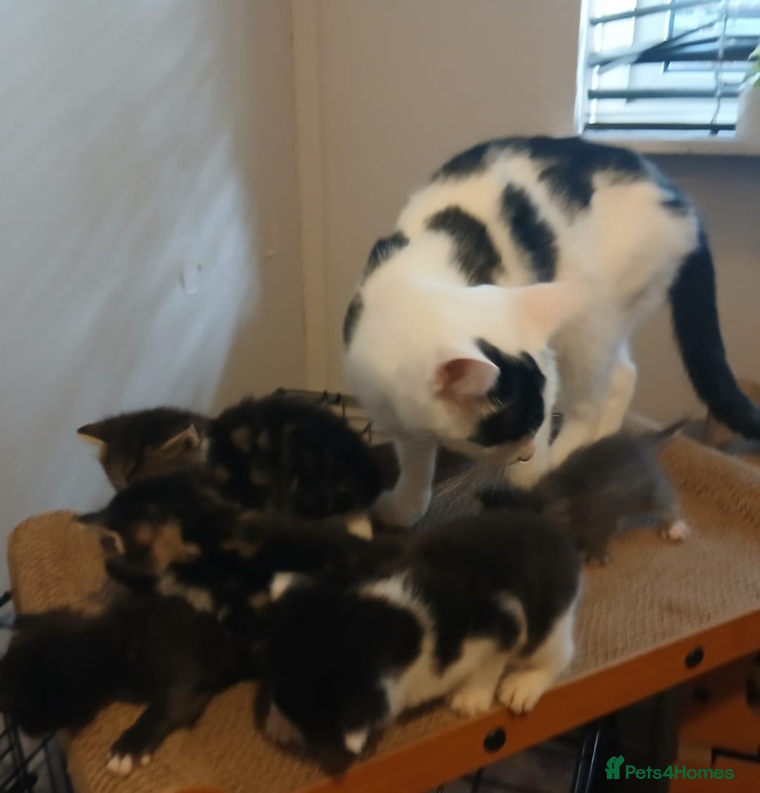 Mixed Breed cats for sale: Mixed colour kittens  - Image 4