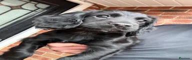 Cocker Spaniel Puppy 2