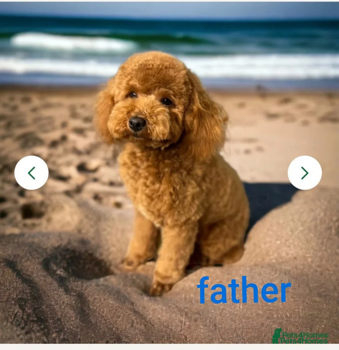 Cockapoo dogs for sale: Gorgeous f1 cockerpoo puppies in Derby - Advert 2