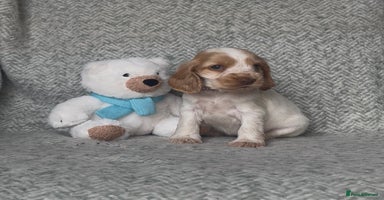 Cocker Spaniel dogs - Advert 4