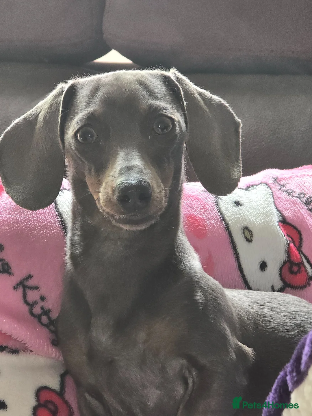 Miniature Dachshund dogs for sale: True minature dachshunds  - Advert 1