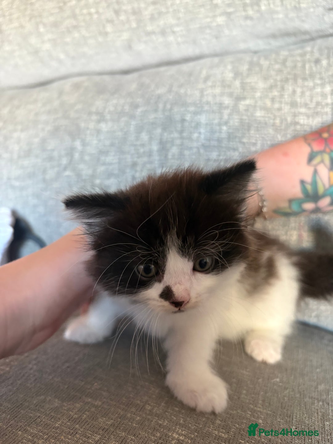 Mixed Breed cats for sale: Kittens available  - Image 9