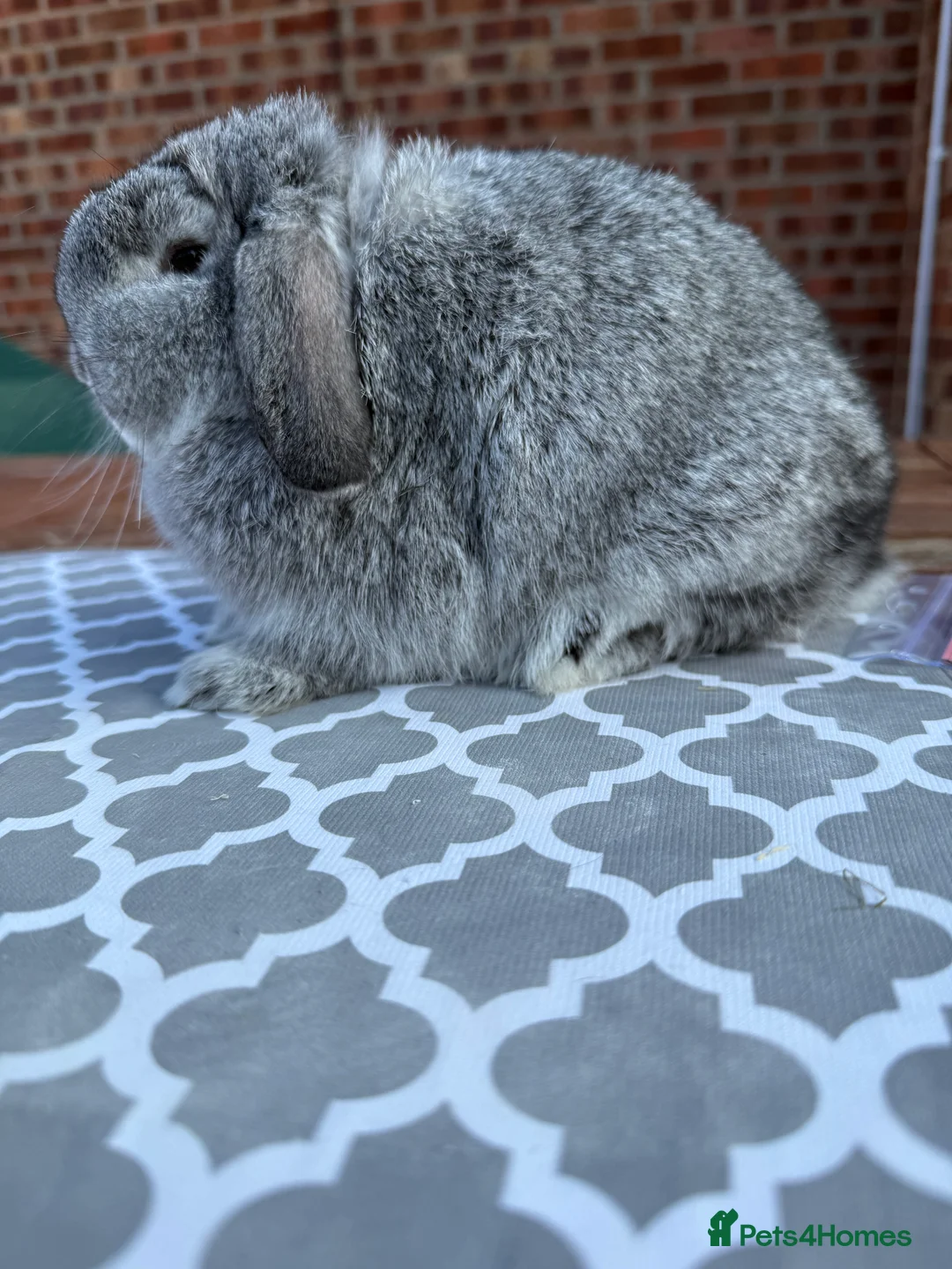 Mini Lop rabbits for sale: Mini lop girl - Advert 2