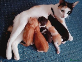 Mixed Breed cats Beautiful Picasso Ragdoll x kittens - Advert 3